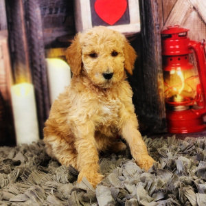 Poodle Puppy Archie