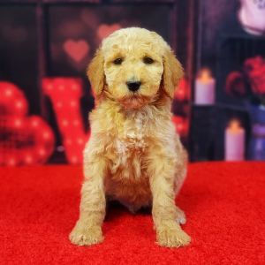 Poodle Puppy Archie