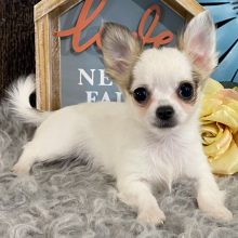 Chihuahua Puppy Ryan
