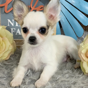 Chihuahua Puppy Ryan