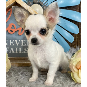 Chihuahua Puppy Ryan