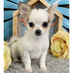 Chihuahua Puppy Ryan