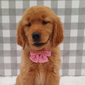 Golden Retriever Puppy Sondra