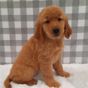 Golden Retriever Puppy Sondra