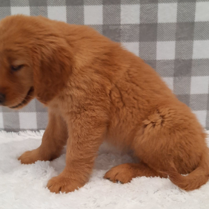 Golden Retriever Puppy Sondra