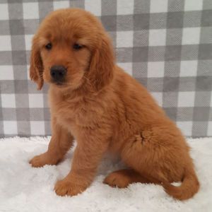 Golden Retriever Puppy Sondra