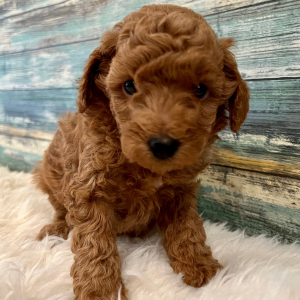 Poodle Puppy Ace