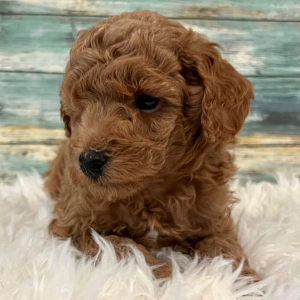 Poodle Puppy Ace