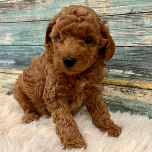 Poodle Puppy Ace