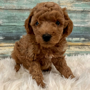 Poodle Puppy Ace