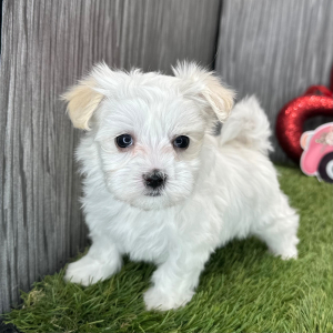 Maltese Puppy Lisa