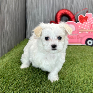 Maltese Puppy Lisa