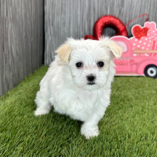Maltese Puppy Lisa