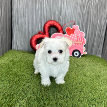 Maltese Puppy Lisa