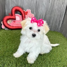 Maltese Puppy Lisa