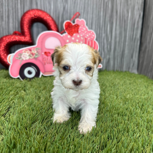 Havanese Puppy Jackson