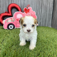 Havanese Puppy Jackson