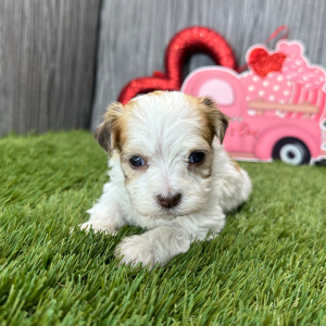 Havanese Puppy Jackson