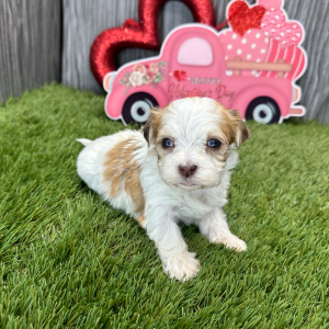 Havanese Puppy Jackson