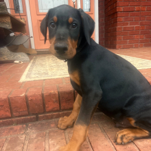 Doberman Pinscher Puppy Rip