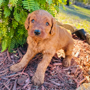 Goldendoodle Puppy Jessie