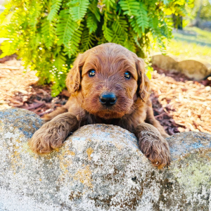 Goldendoodle Puppy Jessie
