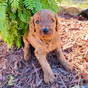 Goldendoodle Puppy Jessie