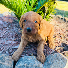 Goldendoodle Puppy Jessie