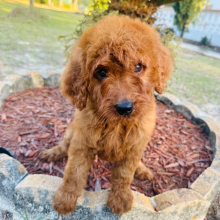 Goldendoodle Puppy Jessie