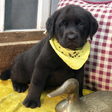 Labrador Retriever Puppy Panda