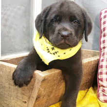 Labrador Retriever Puppy Panda