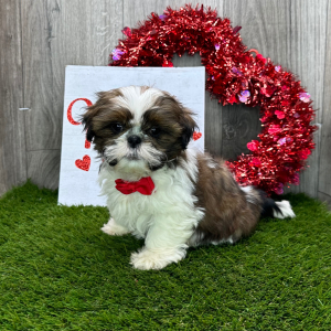 Shih Tzu Puppy Journey