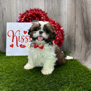 Shih Tzu Puppy Journey