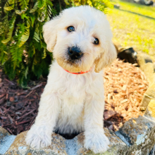 Labradoodle Puppy Paige
