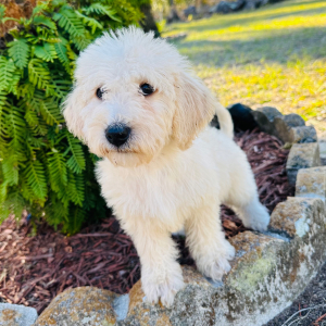 Labradoodle Puppy Paige