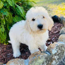 Labradoodle Puppy Paige