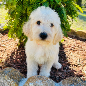 Labradoodle Puppy Paige