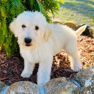 Labradoodle Puppy Paige