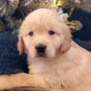 Golden Retriever Puppy Stella