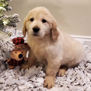 Golden Retriever Puppy Stella