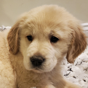 Golden Retriever Puppy Stella