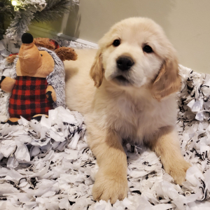 Golden Retriever Puppy Stella