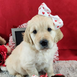 Golden Retriever Puppy Natti