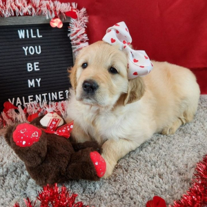 Golden Retriever Puppy Natti