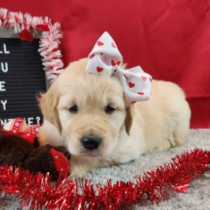 Golden Retriever Puppy Natti