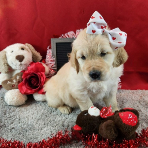 Golden Retriever Puppy Natti