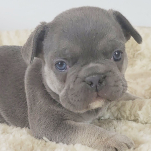 French Bulldog Puppy Hatsey
