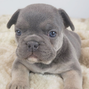 French Bulldog Puppy Hatsey