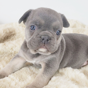 French Bulldog Puppy Hatsey