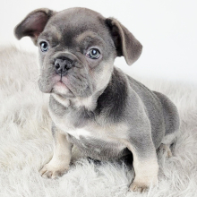 French Bulldog Puppy Hatsey